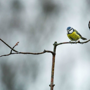 Lunt Meadows   03 01 2016 (20 Of 200).jpg